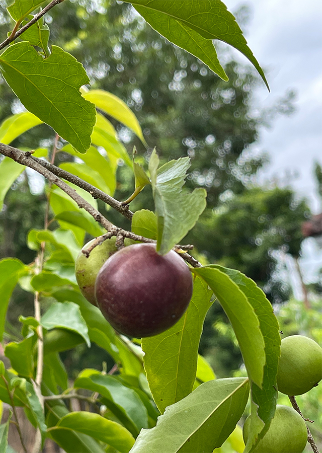 Penyebaran Rukam Manis