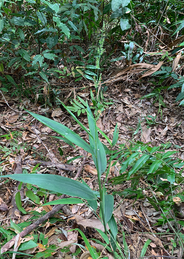 Penyebaran Rumput Bambu