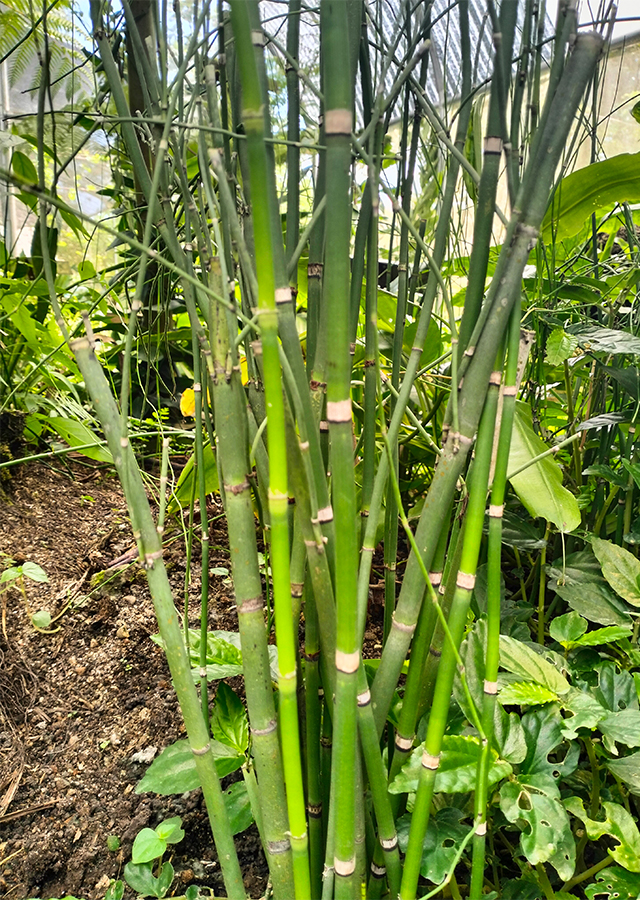 Penyebaran Rumput Bolong