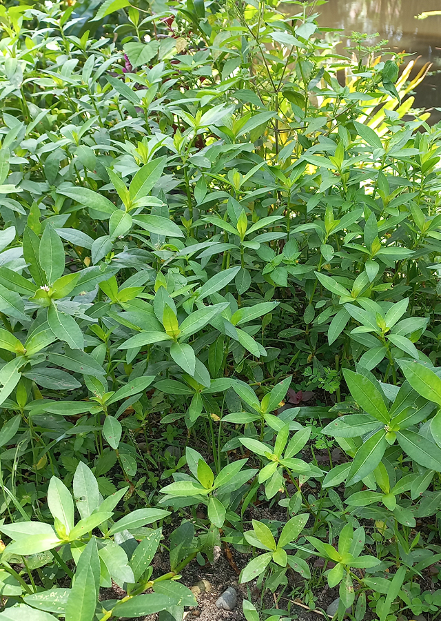 Penyebaran Rumput Buaya