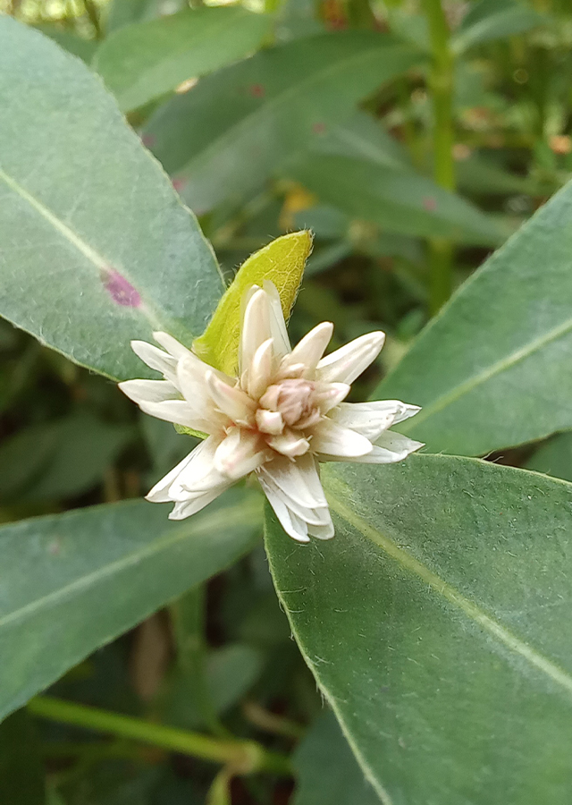 Penyebaran Rumput Buaya