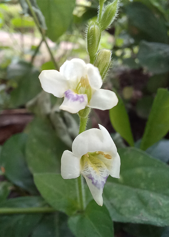 Penyebaran Rumput Israel