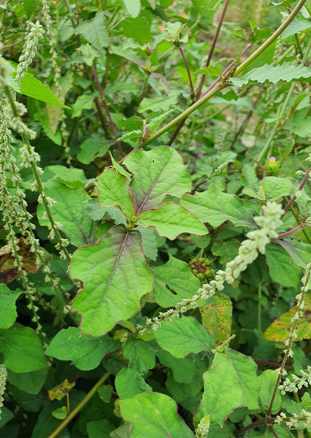 Penyebaran Rumput Jarang-Jarang