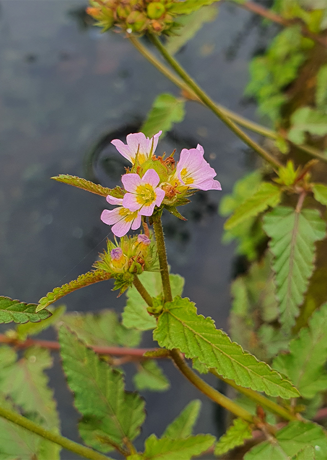 Penyebaran Rumput Jelumpang