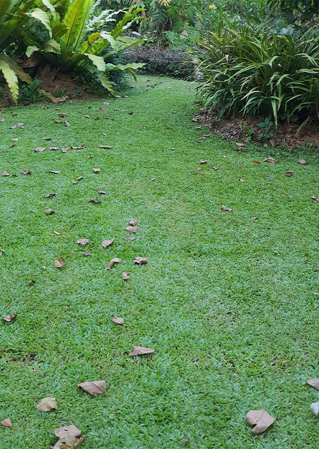 Penyebaran Rumput Paitan