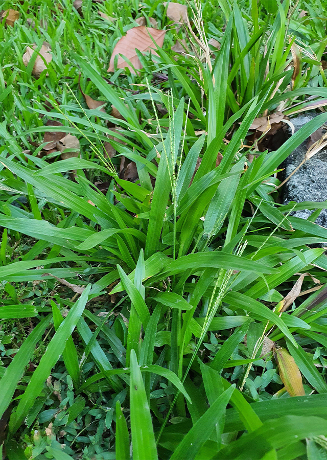 Penyebaran Rumput Paitan