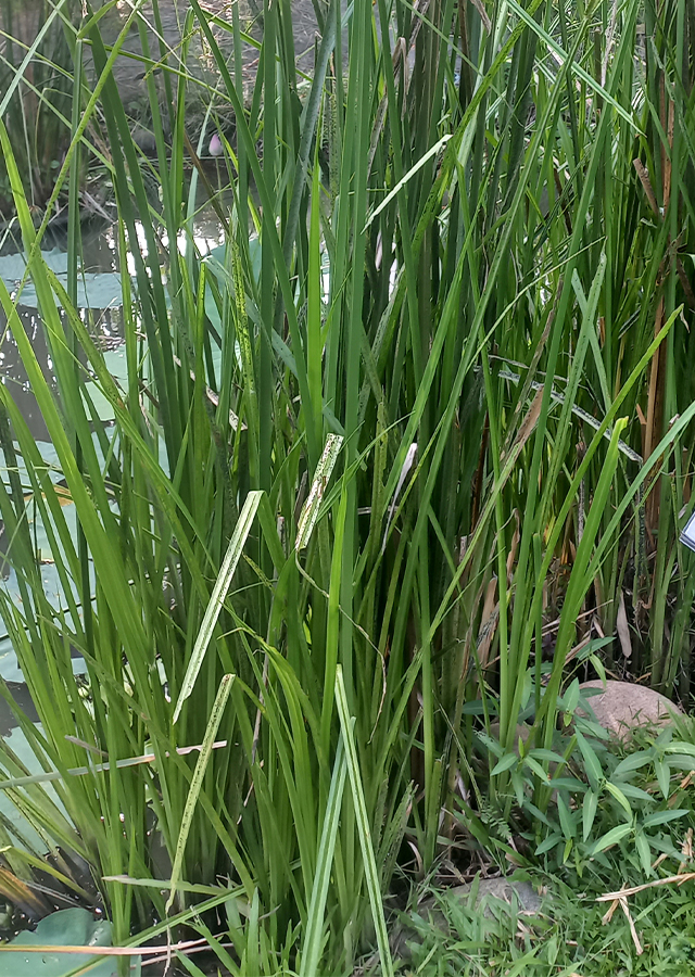 Penyebaran Rumput Rija-Rija