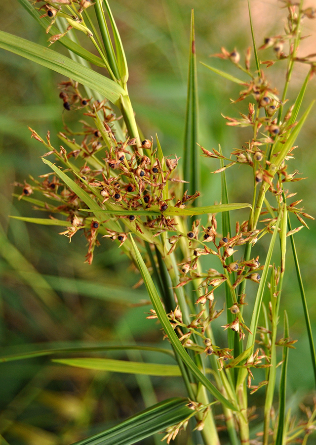 Penyebaran Rumput Rija-Rija