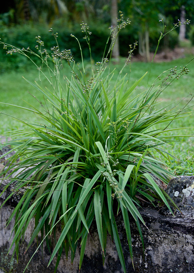 Penyebaran Rumput Siak-Siak