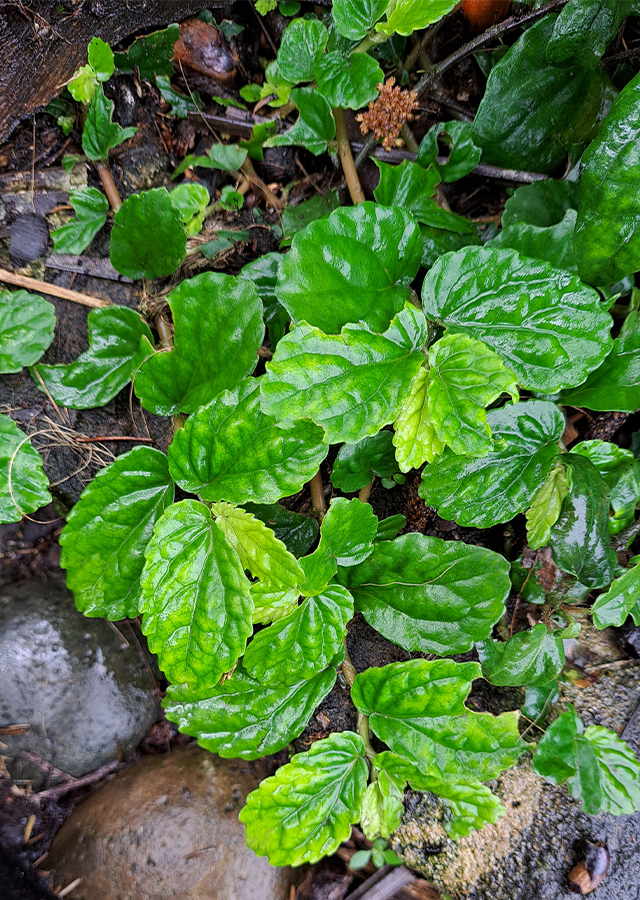 Penyebaran Rumput Sisik Naga