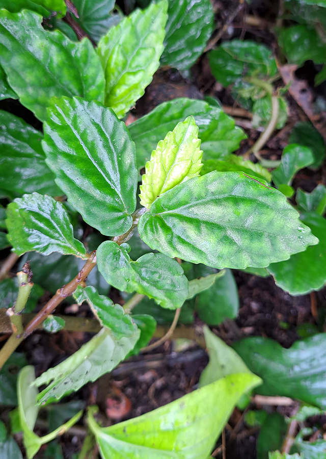 Penyebaran Rumput Sisik Naga