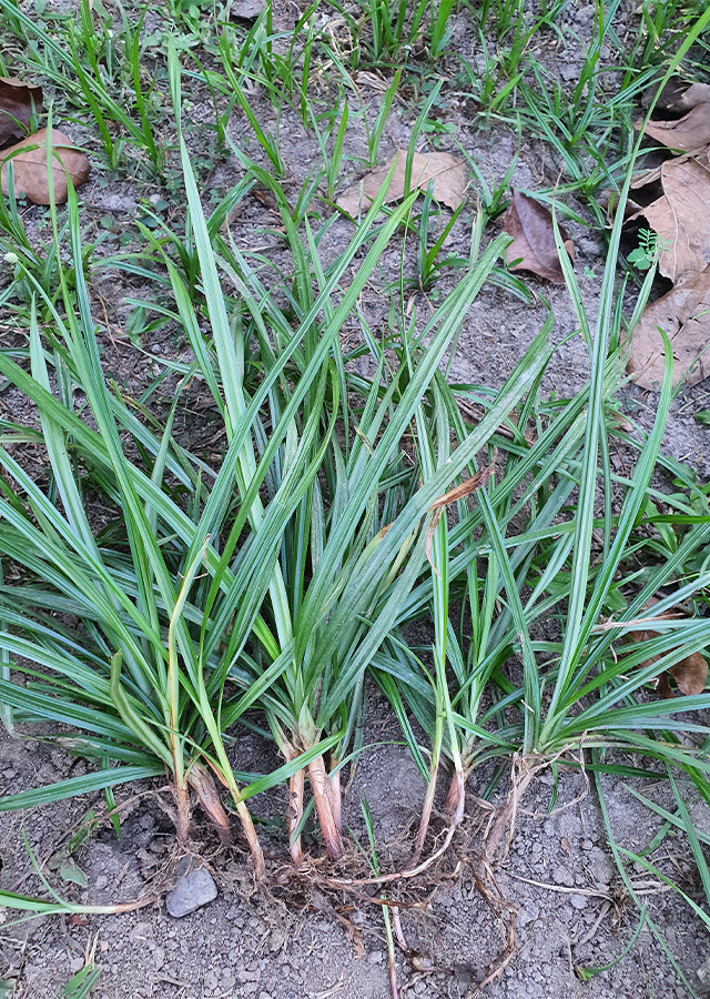 Penyebaran Rumput Teki