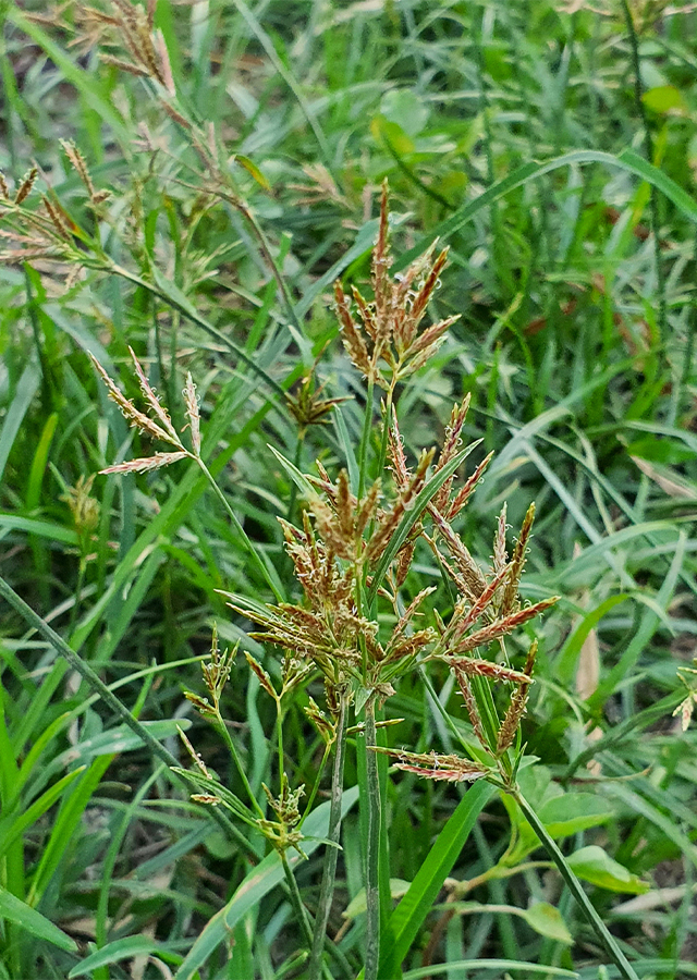 Penyebaran Rumput Teki