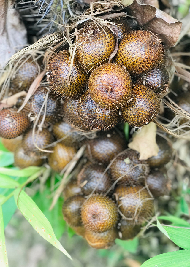 Penyebaran Salak