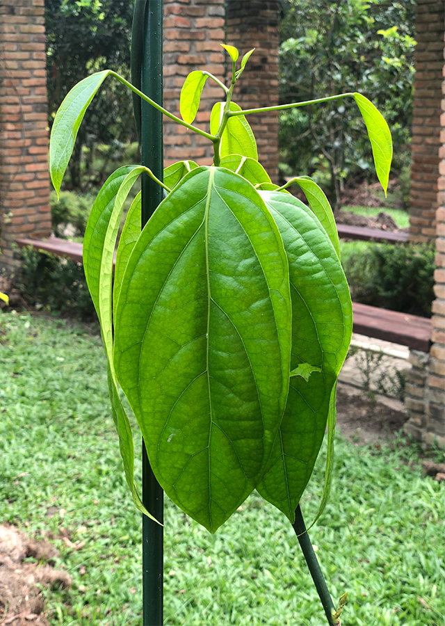 Penyebaran Sengkubak