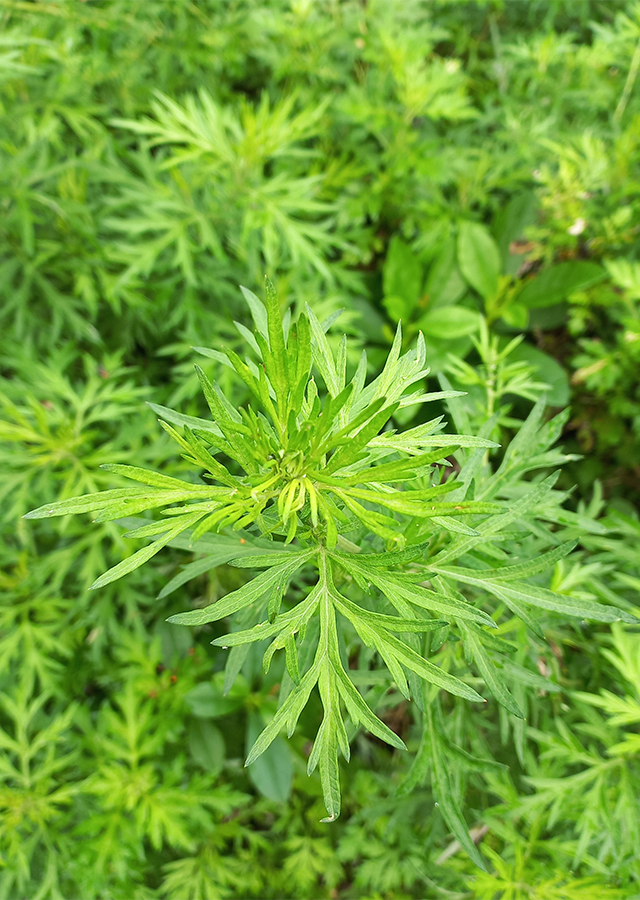 Penyebaran Silvery Wormwood