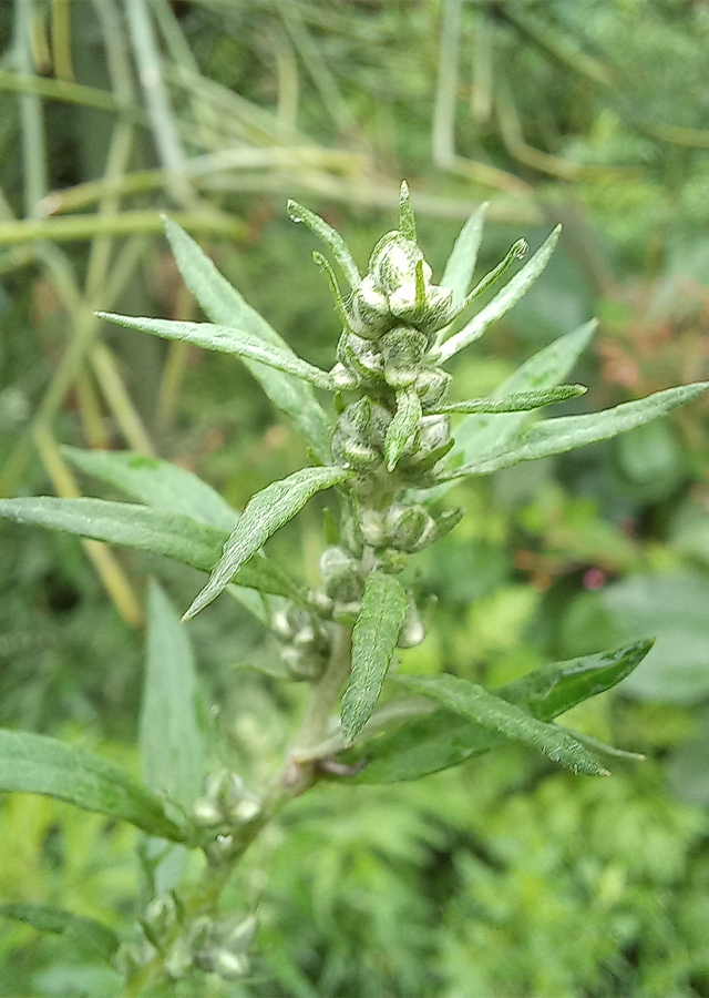 Penyebaran Silvery Wormwood