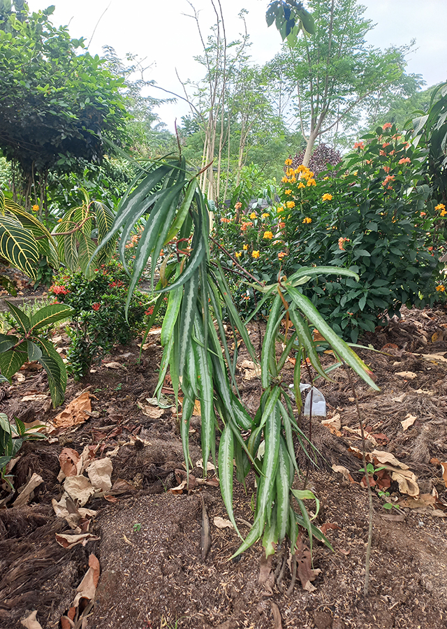 Penyebaran Soka Hutan