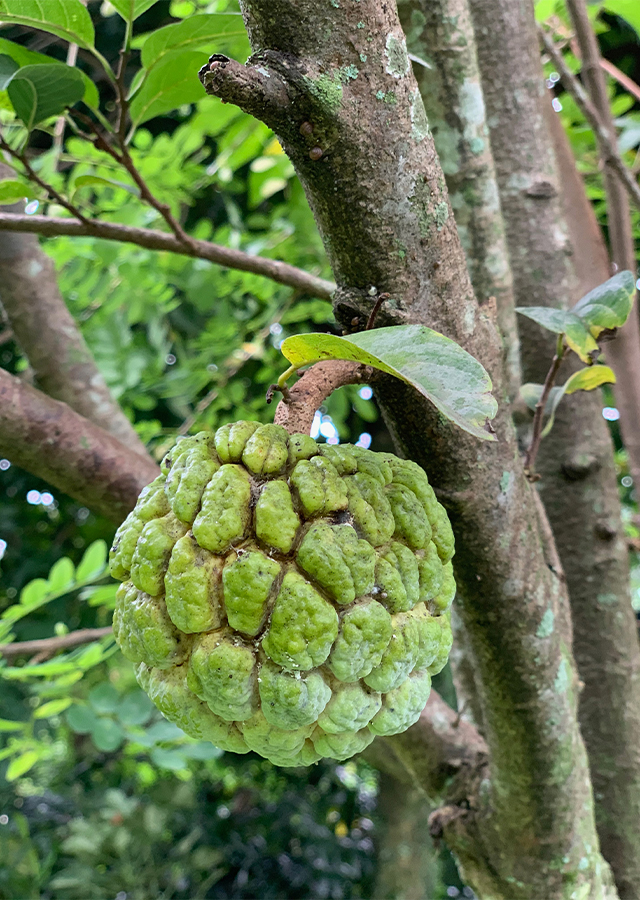 Penyebaran Srikaya