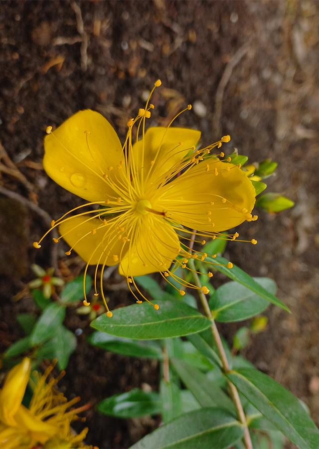 Penyebaran St. John's Wort