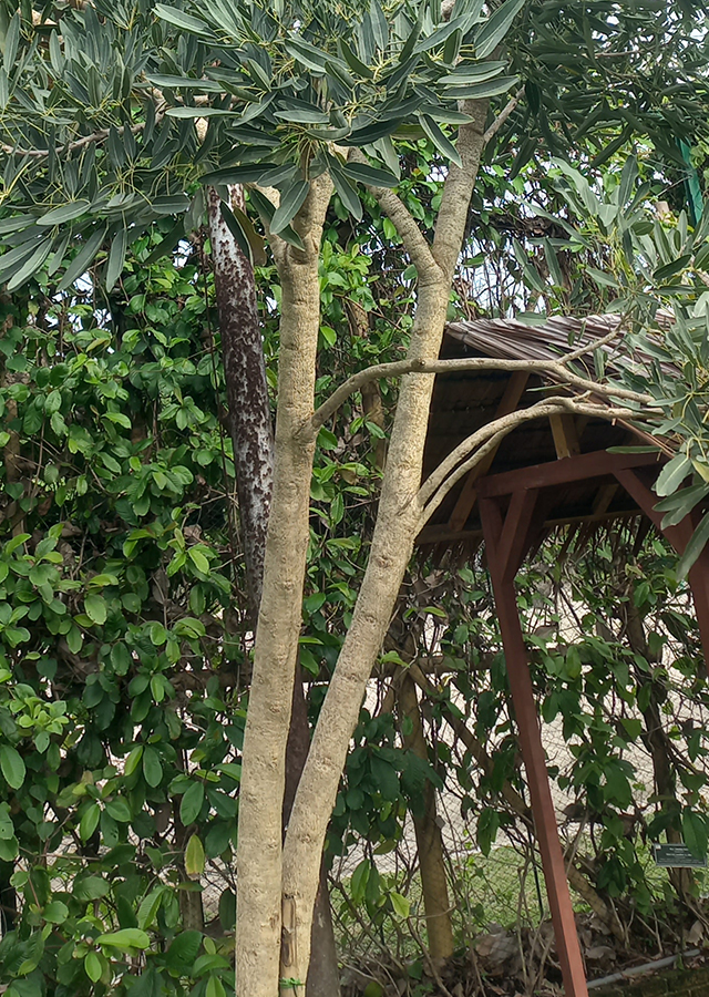 Penyebaran Tabebuia Bunga Kuning