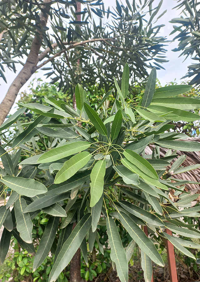 Penyebaran Tabebuia Bunga Kuning