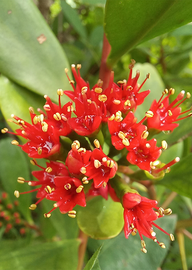 Penyebaran Taruntum Merah