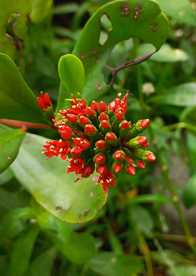 Penyebaran Taruntum Merah