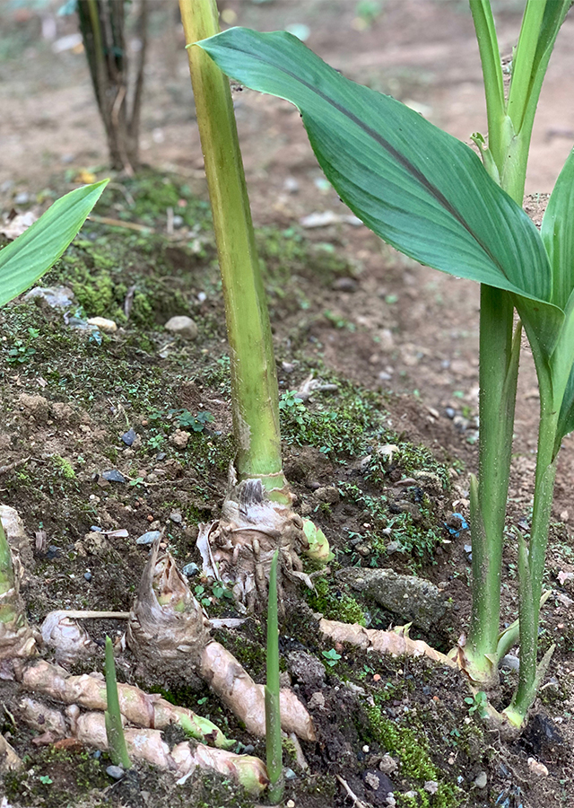 Penyebaran Temu Putih