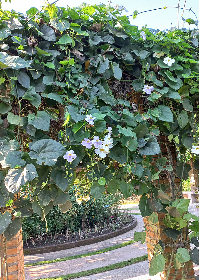 Penyebaran Thunbergia