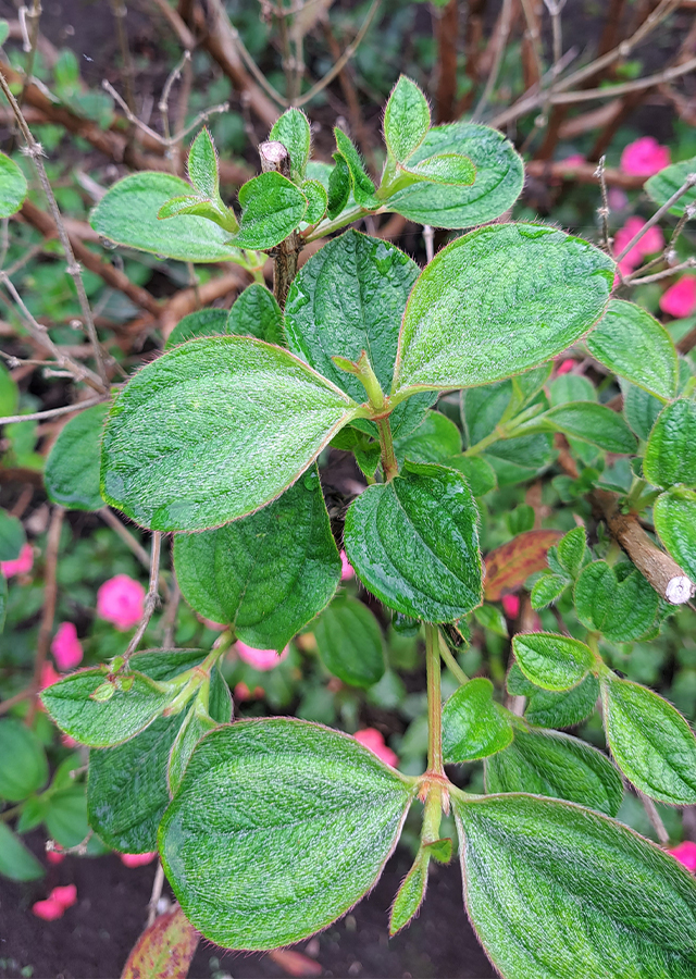 Penyebaran Tibouchina