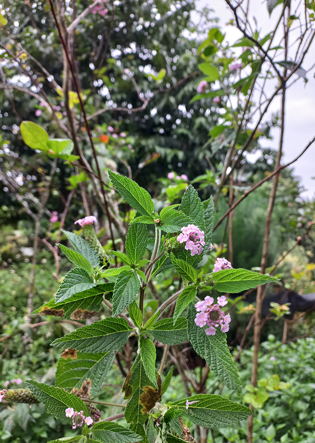 Penyebaran Verbena Perdu